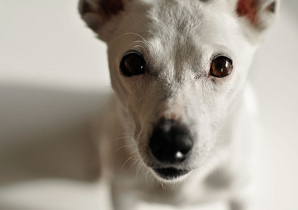 caini_cu_ochi_frumosi_13