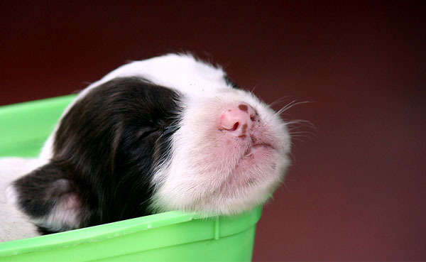 catelusi_mici_frumosi_02