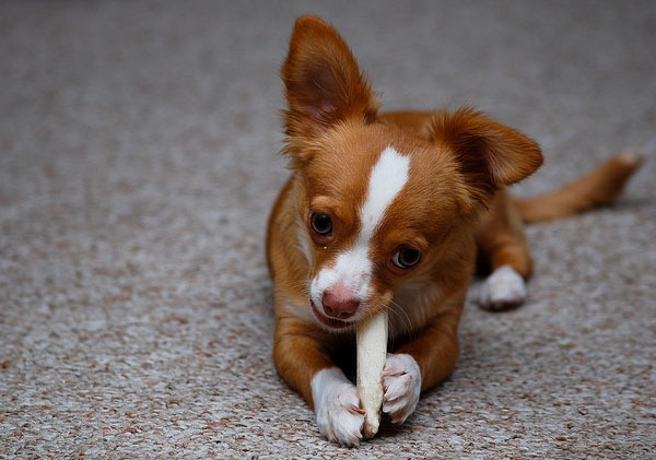 catelusi_mici_frumosi_10