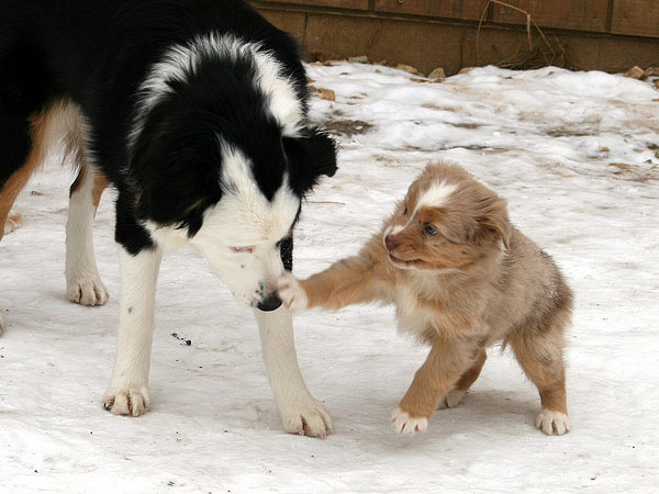 catelusi_mici_frumosi_18