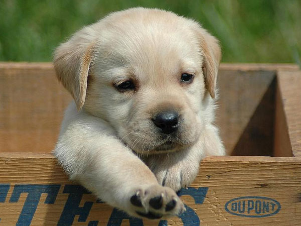 catelusi_mici_frumosi_21