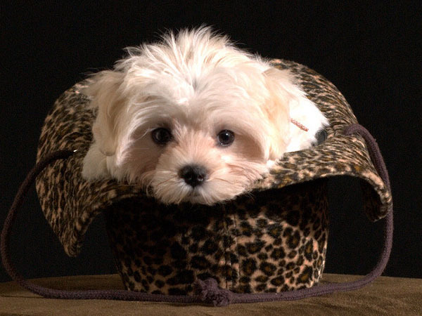 catelusi_mici_frumosi_22