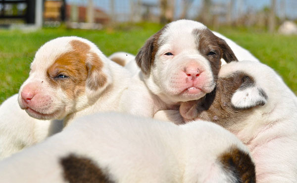 catelusi_mici_frumosi_24