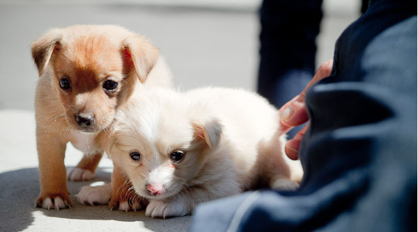 catelusi_mici_frumosi_25