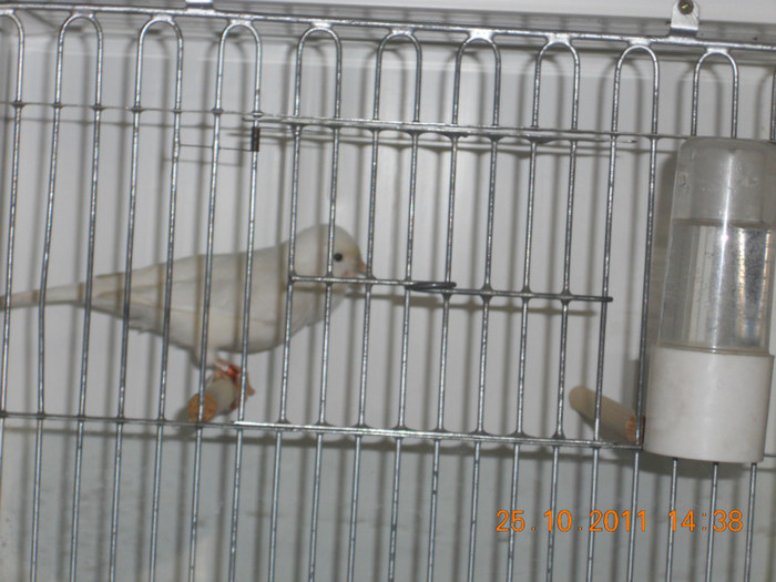 DSCN0731 - canari matca 2011