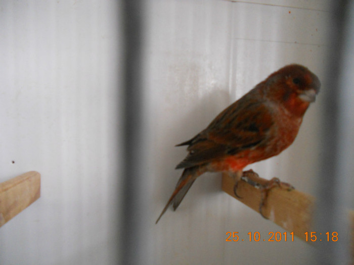 DSCN0832 - canari matca 2011