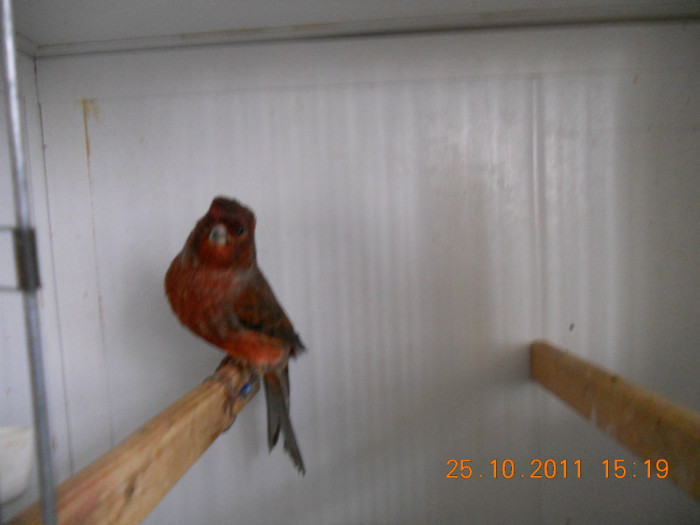 DSCN0835 - canari matca 2011