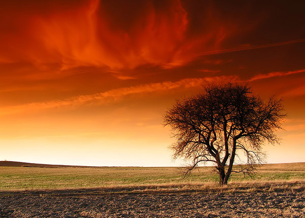 Tree_of_fire_by_mjagiellicz - Peisaje
