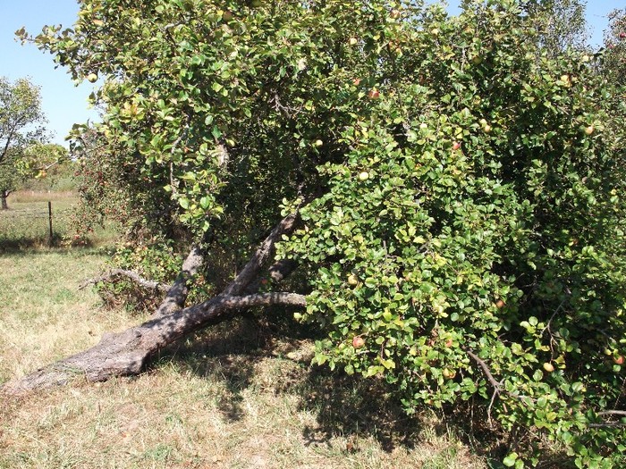 REZISTA PANA LA ULTIMA SEVA - MINUNATII ALE LUMII