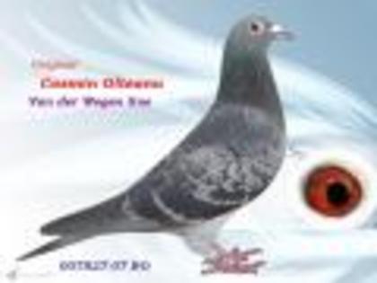 super femela Cosmin.Olteanu