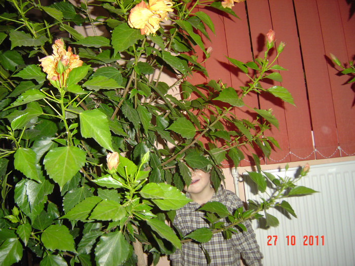 poze 040 - 2011-2012 FLORI DE CAMERA