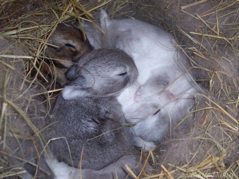 large_Iepurasi_25688