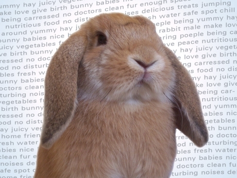 large_Iepurasi_85112