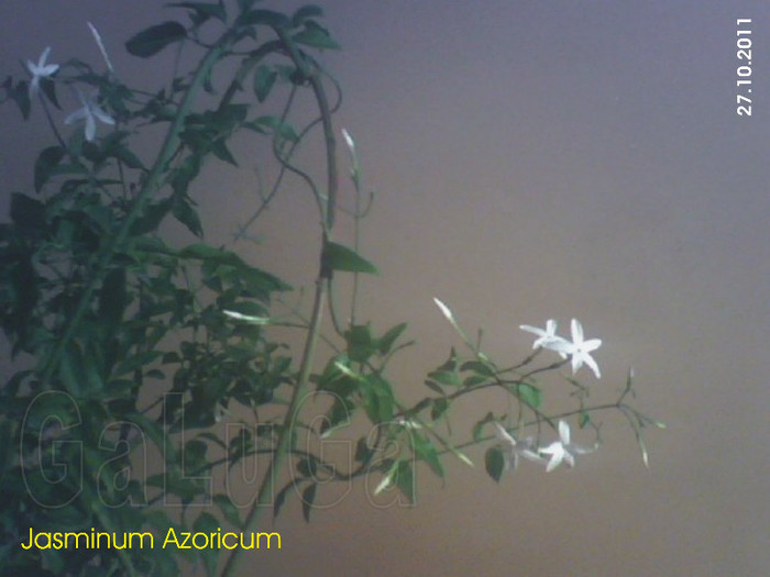 Jasminum Azoricum; Inca mai sunt flori
