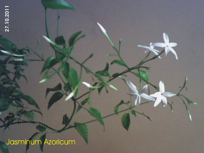Jasminum Azoricum; Chiar multicele pentru sfarsit de octombrie
