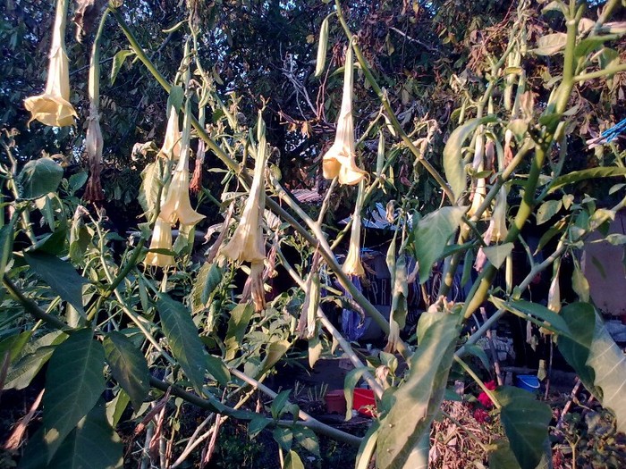 Dupa intalnirea cu bruma-frunzele au cazut,florile au ramas - Brugmansii-2011