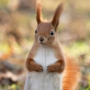 da da dragut alune va rog - animalute