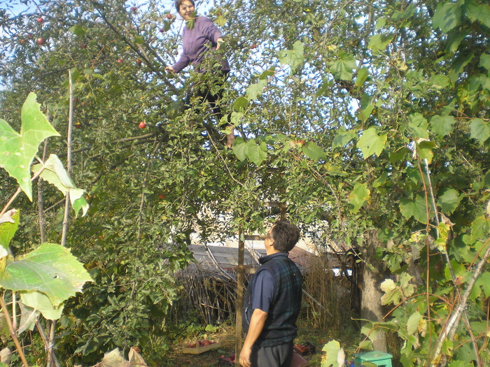 P1010240; cules de mere
