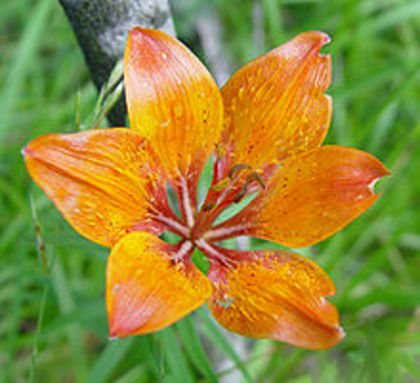 220px-Liliumbulbiferumflowertop - Cadou de la Malina si Mirela pt prietenii sunphoto