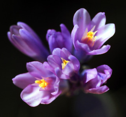 Dichelostemma_capitatum,_flowers,I_JP523 - Cadou de la Malina si Mirela pt prietenii sunphoto