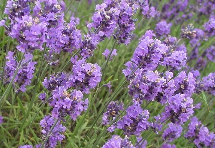 LavenderFlowers - Cadou de la Malina si Mirela pt prietenii sunphoto