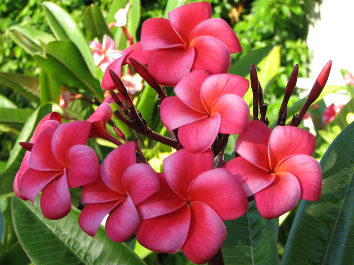 pink flowers