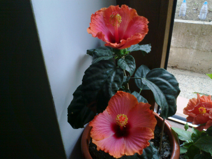 passion - hibiscusi 2011