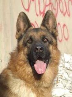 images (28) - Ciobanesc german