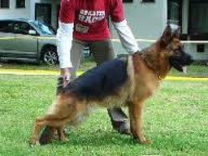 images (30) - Ciobanesc german