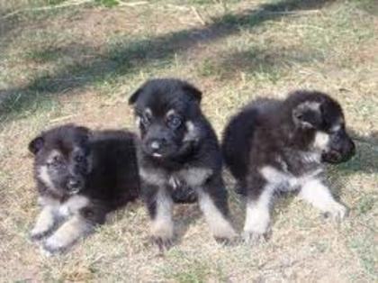 images (77) - Ciobanesc german