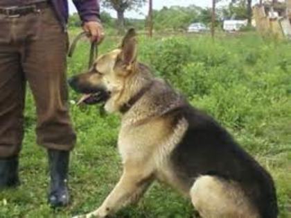 images (78) - Ciobanesc german