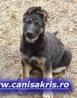 dd - Ciobanesc german