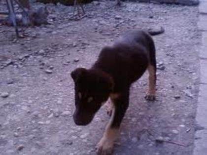 ddddd - Ciobanesc german