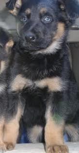 images (2) - Ciobanesc german