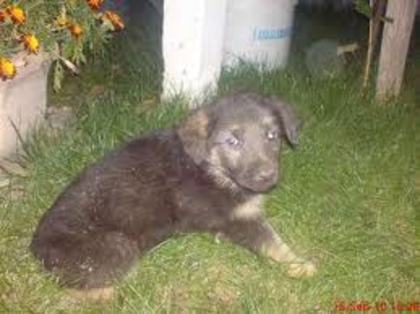 images (14) - Ciobanesc german