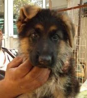 images (16) - Ciobanesc german