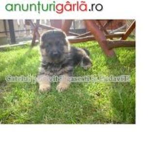 images (17) - Ciobanesc german