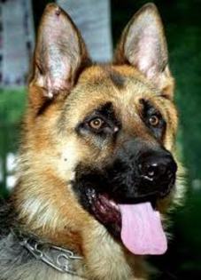 images (21) - Ciobanesc german