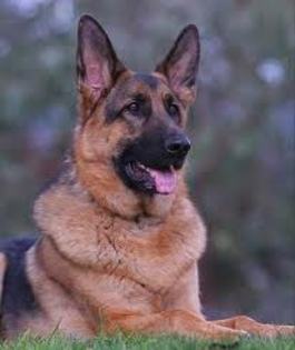 images (25) - Ciobanesc german