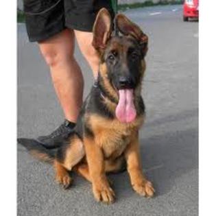 images (45) - Ciobanesc german