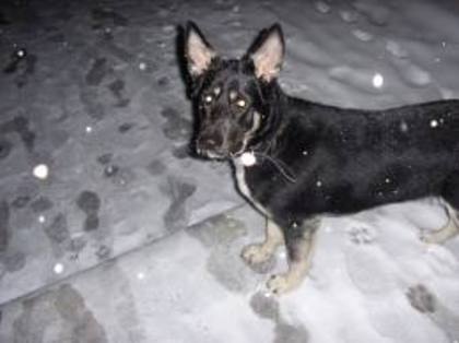 images (49) - Ciobanesc german