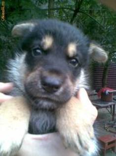 images (50) - Ciobanesc german