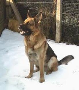 images (51) - Ciobanesc german