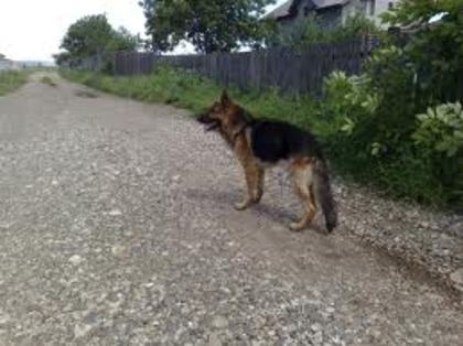 images (54) - Ciobanesc german