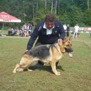 images (61) - Ciobanesc german