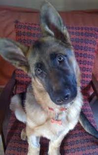 images (84) - Ciobanesc german