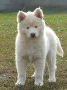 images (1) - Husky