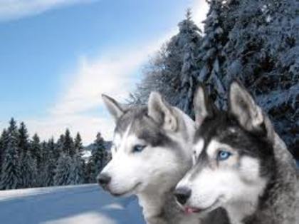 images (4) - Husky