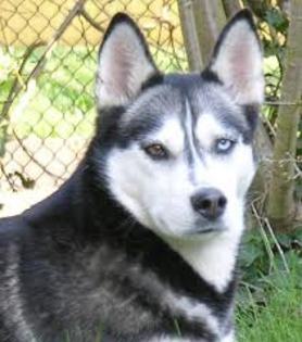 images (12) - Husky