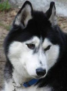 images (14) - Husky